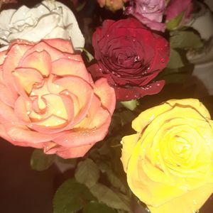 Meet your Posher, Mary